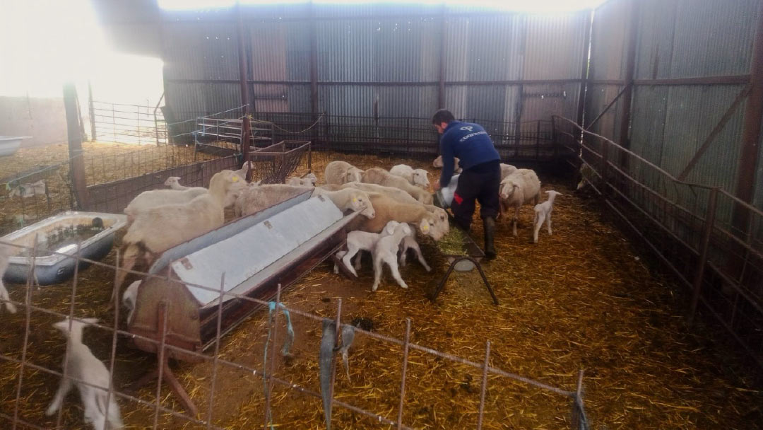 Andrés Lucas echando de comer a sus ovejas, en su rutina como ganadero.